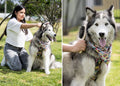 HO0394 Cepillos para Mascotas Laika (MP) (NUEVO) - Pro-Ponemos