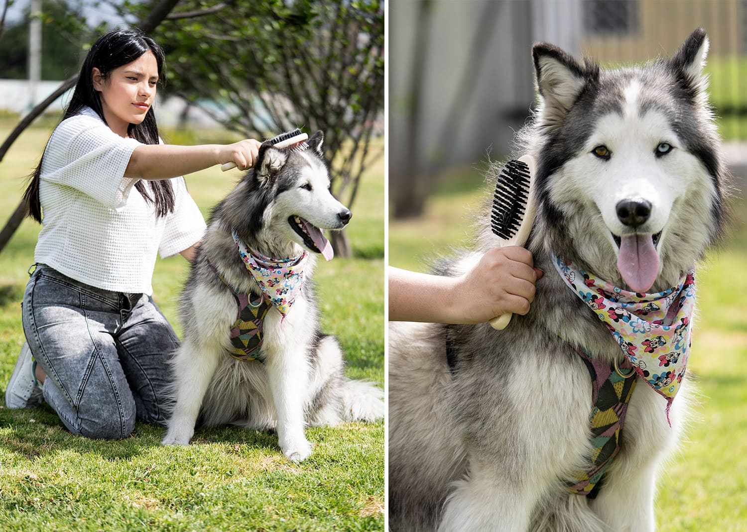HO0394 Cepillos para Mascotas Laika (MP) (NUEVO) - Pro-Ponemos