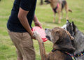 HO0402 Frisby para mascotas Scrappy (MP) - Pro-Ponemos
