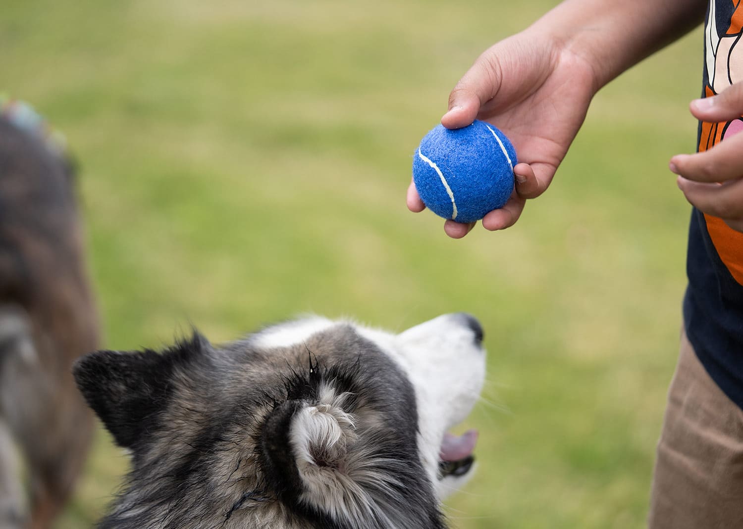 HO0403 Pelota para mascotas Marley (MP) - Pro-Ponemos
