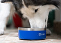 HO0386 Bebedero Mascota Tonny (MP) (OFERTA) - Pro-Ponemos